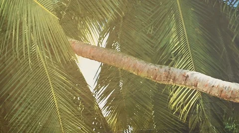 Palms on the wall 動画素材 62078667