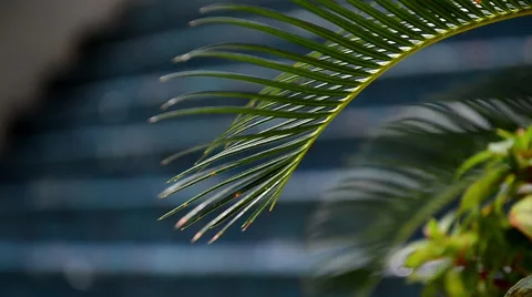 Palms to waterfall Видео 43012793