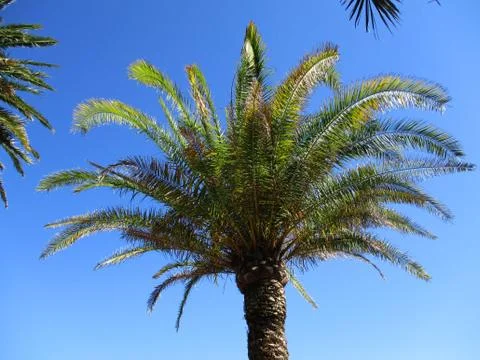 Palms on the waterfront of the port e Stock Photos