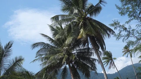 Palms On Wild Island Stock Footage