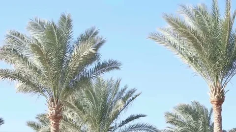 Palms in the wind against the blue sky. Slow motion Stock Footage 82869375