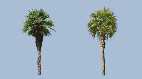 Palms wind with alpha mask Video stock 72566068