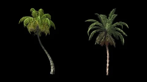 Palms wind animation on black Stock Footage 72559861
