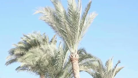 Palms in the wind on a background of blue sky. Slow motion Stock Footage 82869234