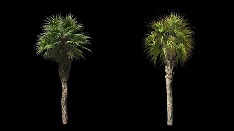 Palms wind on black Video stock 72572900