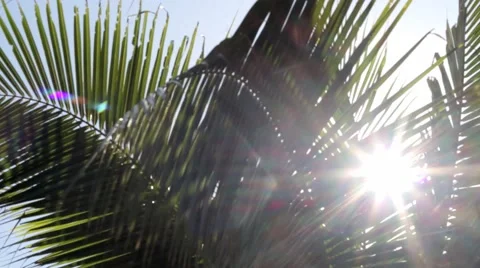 Palms in the wind detail Stock Footage 40644731