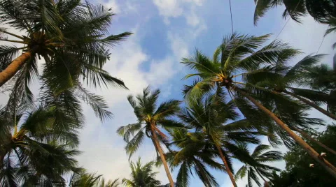 Palms  in a wind  Stock Footage 849183