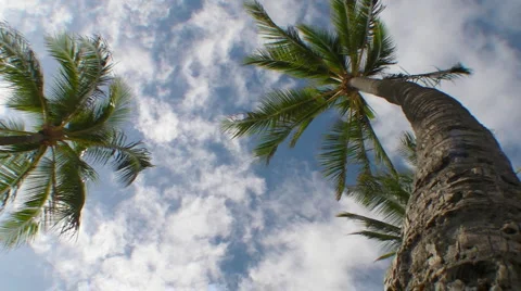 Palms in the Wind Video stock 5297030