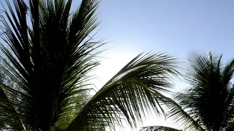 Palms in the wind Stock Footage 48160508