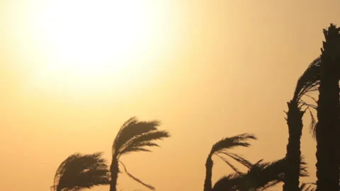 Palms in wind Stock-Footage 113521080