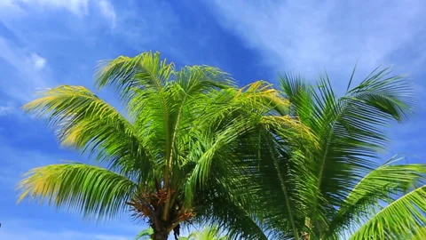 Palms in the wind Stock Footage 134163118