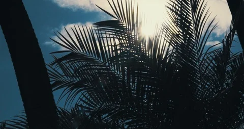 Palms in the wind of Hawaii with the beautiful sun shimmering through the leaves Stock Footage