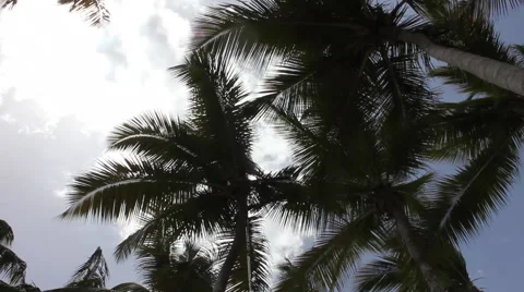 Palms windy straight up Stock Footage 40632848