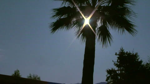 Palmtree 2 Stock Footage 284676