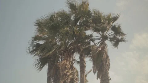 Palmtree 4 - Venice Beach 스톡 동영상 96417980
