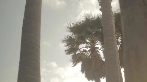 Palmtree 6 - Venice Beach Stock-Footage 96417992