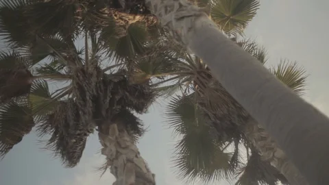 Palmtree 7 - Venice Beach 스톡 동영상 96417986
