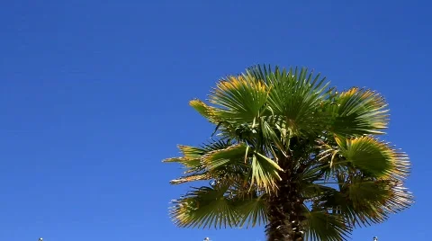 PalmTree &amp; Blue Sky 스톡 동영상 790389