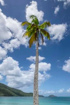 Palmtree in the caribbean Stock Photos