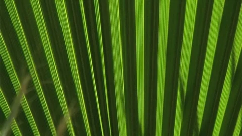Palmtree Close Stock Footage 98679600