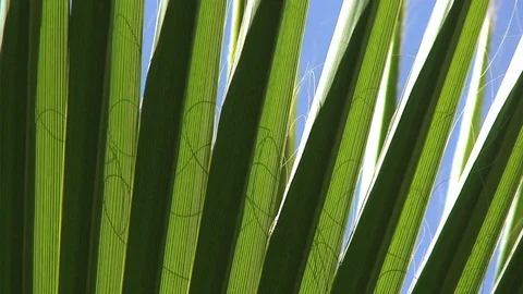 Palmtree Close Stock Footage 98679601