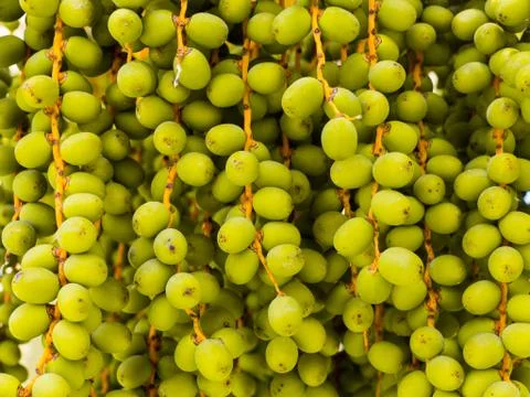 Palmtree with dates Stock Photos