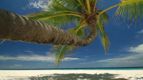 Palmtree dolly shot right to left Stock-Footage 664853