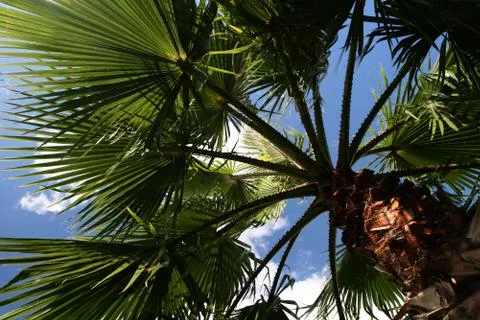 Palmtree dream Stock Photos