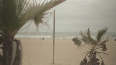 Palmtree Focus - Venice Beach Stock-Footage 96417990