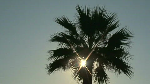 Palmtree Video stock 284625