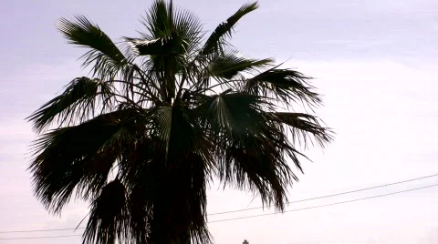 Palmtree Stock Footage 641404