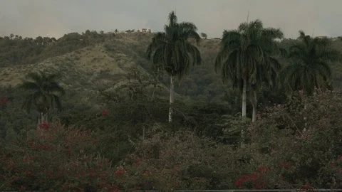 Palmtree 動画素材 104882179