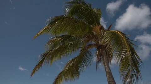 Palmtree 스톡 동영상 128432261