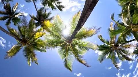 Palmtree Stock Footage 234010611