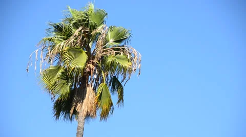 Palmtree jet Stock Footage 30368682