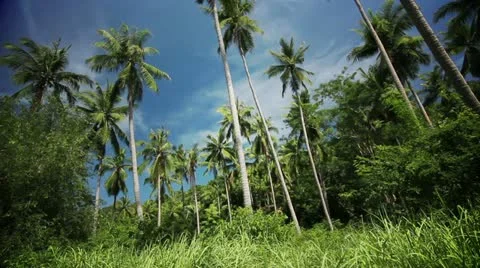 Palmtree Jungle Background Stock Footage 22095531