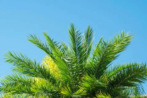 Palmtree leaves Stock Photos