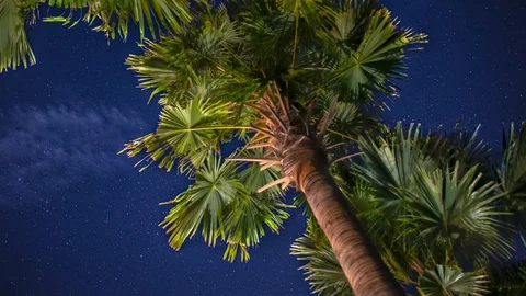 Palmtree at night [4K Timelapse] 스톡 동영상 125465371