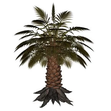 Palmtree, palm tree - 3D render Stock Illustration