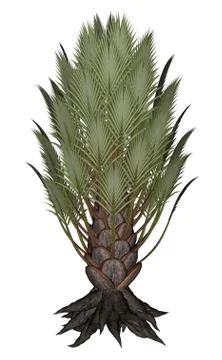 Palmtree, palm tree - 3D render Stock Illustration