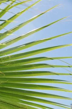 Palmtree Stock Photos