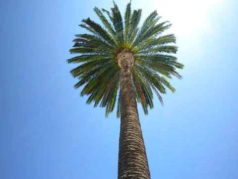PalmTree Stock Photos