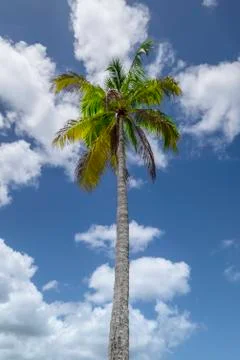Palmtree Stock Photos