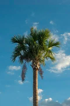 Palmtree Stock Photos