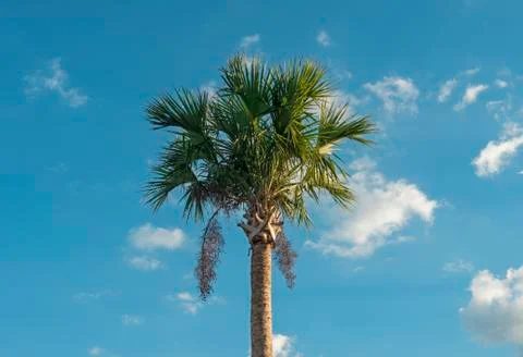 Palmtree Stock Photos