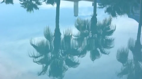 Palmtree Reflection Видео 7901626