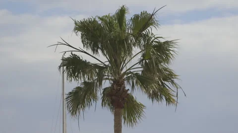 Palmtree Sky background Stock Footage 47561519