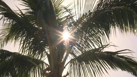 Palmtree Sunburst 1 库存影片 47827125