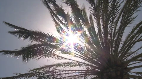 Palmtree Sunburst 2 库存影片 48669394