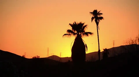 Palmtree Sunset Stock Footage 25735507